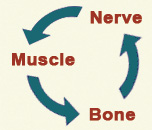 Art of Chiropractic:  Nerve - Muscle - Bone